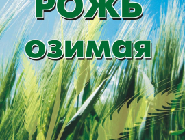 РОЖЬ 1кг